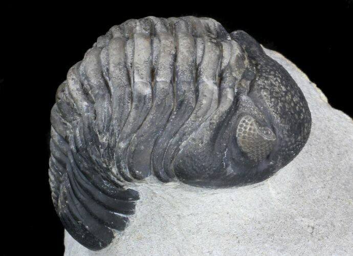 Multi-toned, Phacopid Trilobite - Great Eyes #36487